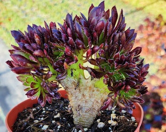 Crested Aeonium Cristata in 4" pot