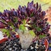 see more listings in the 4" Pot Succulent section