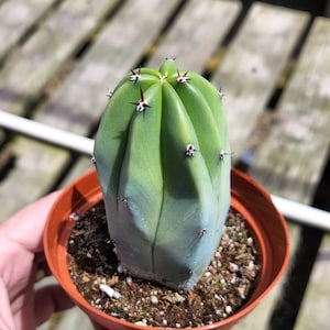 Myrtillocactus Geometrizans Cactus 2 inch 4 inch