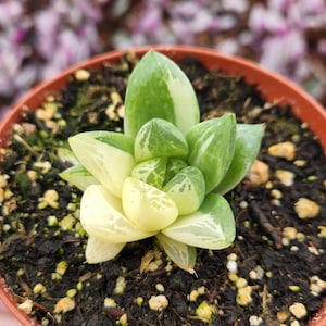 Haworthia Cuspidata Variegata / Variegated Indoor Low Light Succulent