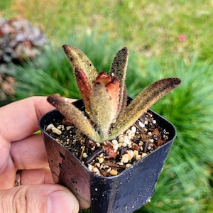 The Kalanchoe tomentosa ‘Chocolate Soldier’, 2&quot; pot