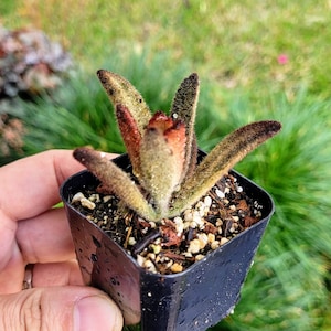 The Kalanchoe tomentosa ‘Chocolate Soldier’, 2" pot