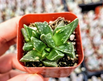 Faucaria felina ‘Tiger Jaw’ - Shark Jaw 2 inches pot