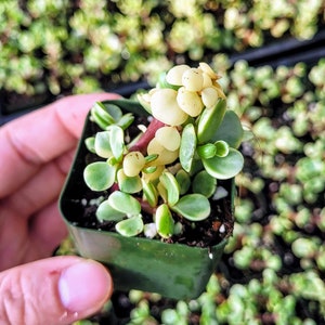 Dwarf Portulacaria afra 'Variegata', Variegated Elephant Bush in 2 inches pot