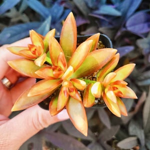 May include: A close-up of a succulent plant with orange and green leaves. The plant is in a small pot and is surrounded by purple foliage.