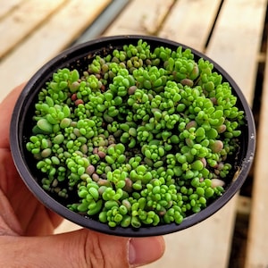 Sedum Dasyphyllum Major 4 inches pot