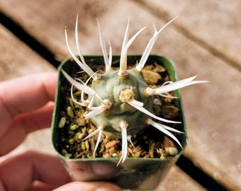 Paper Spine Cactus, Tephrocactus articulatus, Live cactus plant, Rare plant 2 inches pot