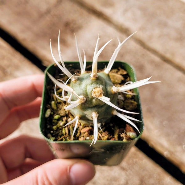Paper Spine Cactus, Tephrocactus articulatus, Live cactus plant, Rare plant 2 inches pot