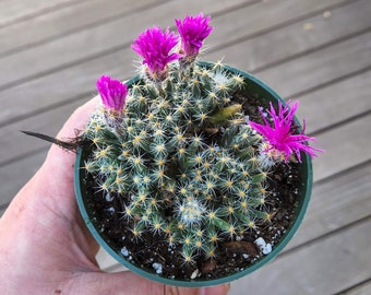 Rare Mini Desert Rose, Trichodiadema densum, Miniature Dessert Rose Succulent in 4 inches pot