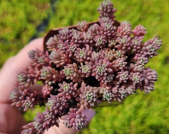 Sedum Dasyphyllum Major 'Pink' 2 inches pot