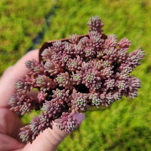 Sedum Dasyphyllum Major 'Pink' 2 inches pot