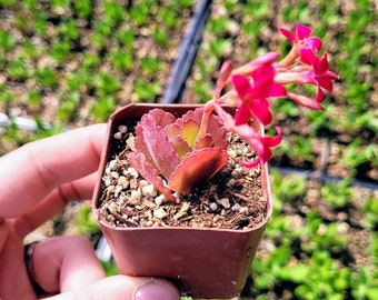 Red Kalanchoe longiflora coccinea,  Tugela Cliff-kalanchoe 2 inches pot