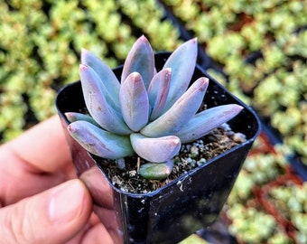Rare Hybrid Pachyveria glauca ‘Little Jewel’ in 2 inches pot