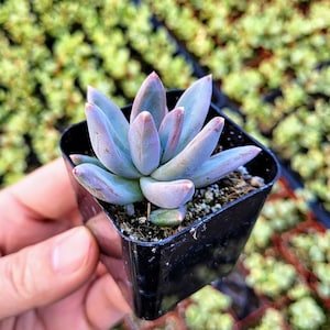 Rare Hybrid Pachyveria glauca ‘Little Jewel’ in 2 inches pot