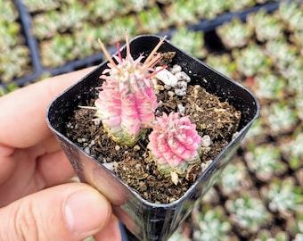 Rare Variegated Corn Cob Cactus Euphorbia mammillaris Euphorbia