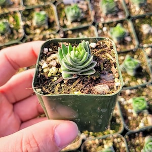 Puede incluir: Primer plano de una peque&ntilde;a planta suculenta verde en una maceta. La planta tiene forma espiral y est&aacute; rodeada de tierra marr&oacute;n. La maceta es verde y tiene forma cuadrada.