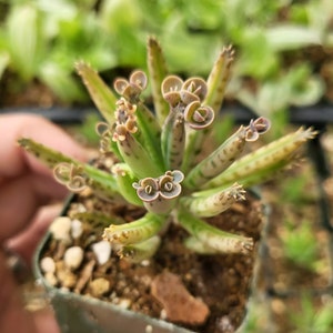 2" Mother of Millions plant,  Mother of Thousands