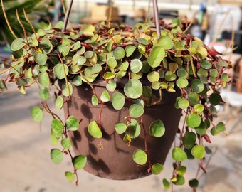 Peperomia ‘Ruby cascade’ trailing succulent, indoor plant