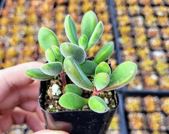 Fuzzy Crassula congesta in 2 inches pot