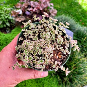 Variegated Sedum ‘Little Missy’ live succulent