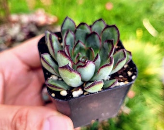 Echeveria Pulidonis green red rosette Succulent Plant in 2 inches pot