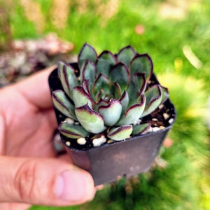 Echeveria Pulidonis green red rosette Succulent Plant in 2 inches pot