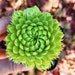 see more listings in the 2" Pot Succulent section