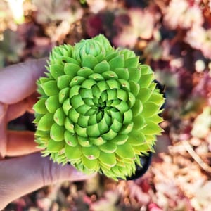 May include: A vibrant green succulent plant with a spiral pattern. The plant has tightly packed, pointed leaves and is held in a small black pot. The background is blurred with fall foliage.