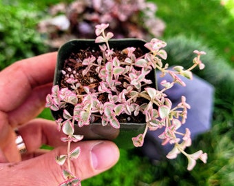 Variegated Sedum ‘Little Missy’ live succulent 2" pot