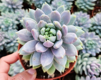 Sedeveria Lilac Mist 2 inches / 4 inches pot