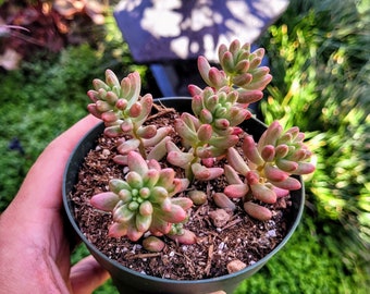 Sedum Rubrotinctum Aurora, Pink Jelly Beans 4 inches pot