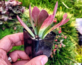 Kalanchoe Luciae Flapjack, "Paddle" succulent in 2" pot