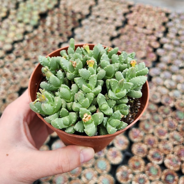 Faucaria felina ‘Tiger Jaw’  in 2 inches pot