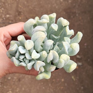 Echeveria Runyonii &#39;Topsy Turvy&#39; 2 inch pot