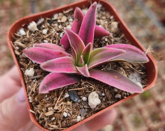 RARE 2", 4” Pot of Crassula Variegated Shark Tooth Red Pagoda Rare Succulent Plant