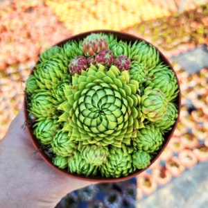 Sempervivum globiferum, Allionii Hens Chicks in 2 or 4 inches pot
