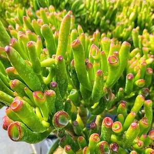 Crassula Ovata Gollum, ET Fingers in 2 inches pot