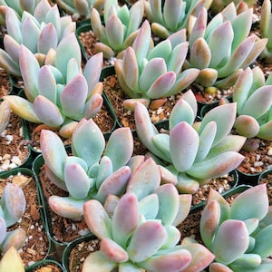 2&quot; Graptoveria Opalina