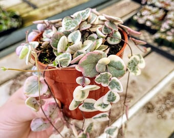 TRAILLING Variegated String of Hearts, Ceropegia Woodii, VSOH, Rosary Vine, Sweetheart Vine in 4" pot