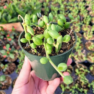 RARE String of Watermelon Senecio Herreianus in 4 pot 4" pot