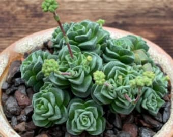 RARE | 2" Pot of Crassula ‘Dorothy’ Rare Succulent Plant