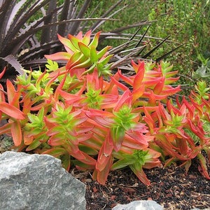 Crassula Capitella CampFire in 2" or 4" pot