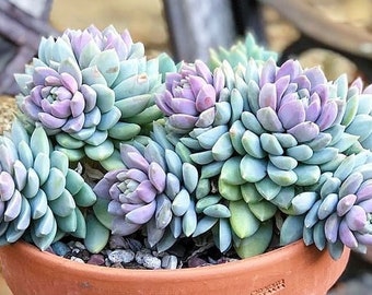 Sedeveria Lilac Mist succulent plant in 2 inches pot