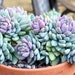 see more listings in the 2" Pot Succulent section