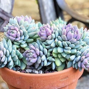 Sedeveria Lilac Mist succulent plant in 2 inches pot