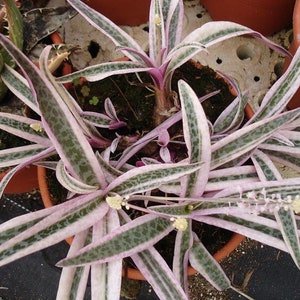May include: A potted succulent plant with long, variegated leaves in shades of green, white, and pink. The plant has small, white flowers and is in a terracotta pot. The leaves have a speckled pattern.