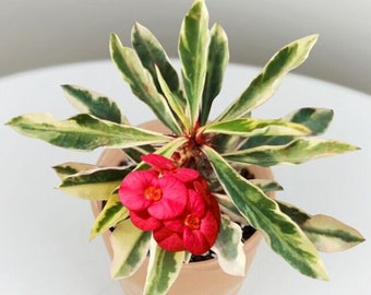 Rare Variegated Euphorbia Milii With Red Bloom, the Crown Of Thorns | Christ plant | Christ thorn 4 inch pot