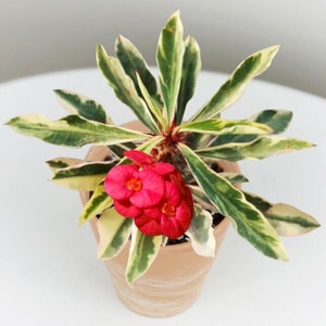 Rare Variegated Euphorbia Milii With Red Bloom, the Crown Of Thorns Christ plant Christ thorn 4 inch pot image 1