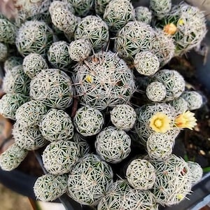 Mammillaria gracilis fragilis "Thimble Cactus" - Cactus Plant in 2 inches pot
