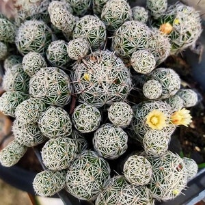 Mammillaria gracilis fragilis "Thimble Cactus" - Cactus Plant in 2 inches pot
